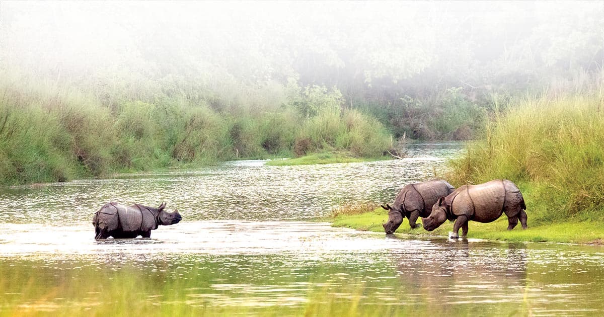 Rhino in Bardia National Park