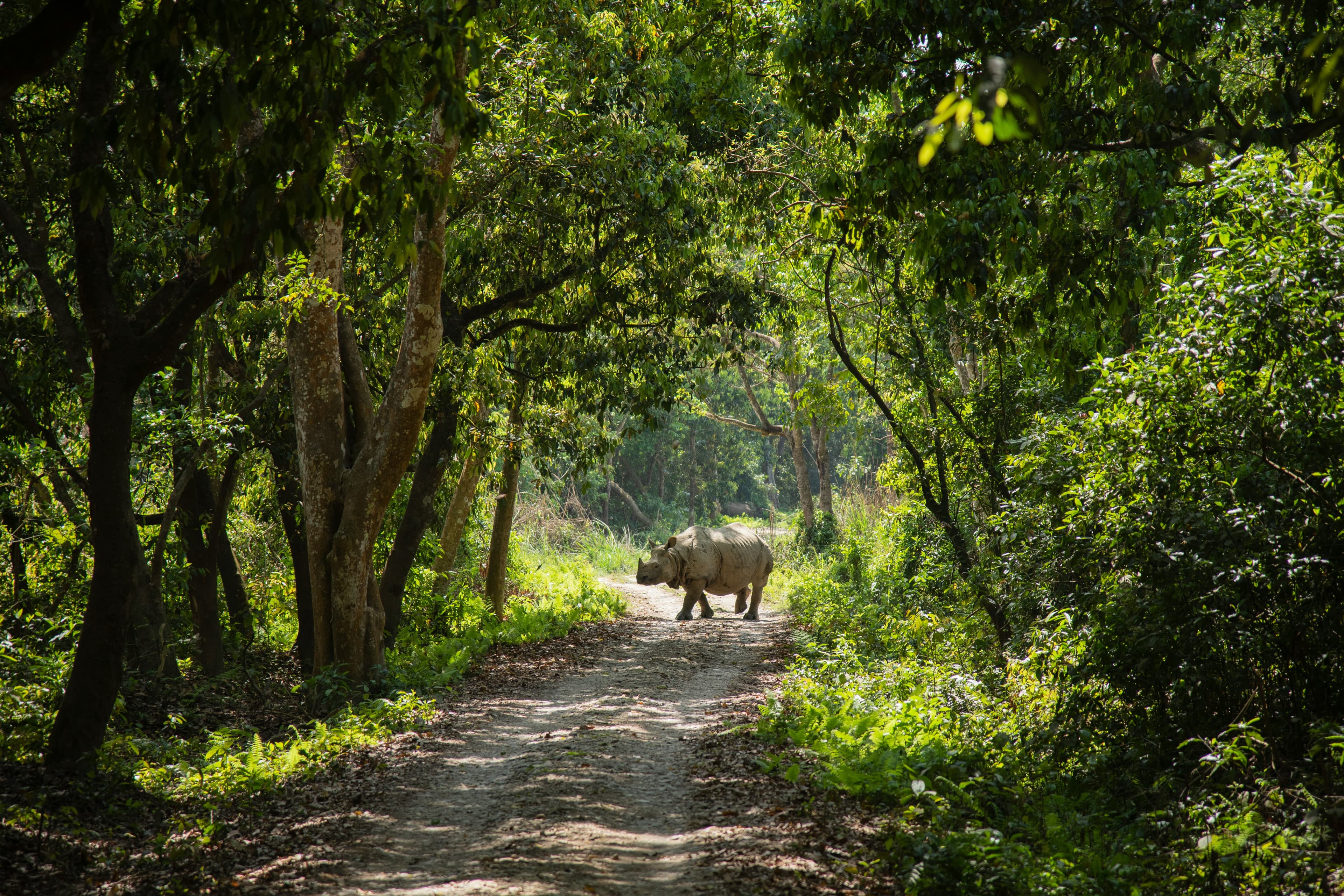 One-horned rhinoceros in Chitwan National Park