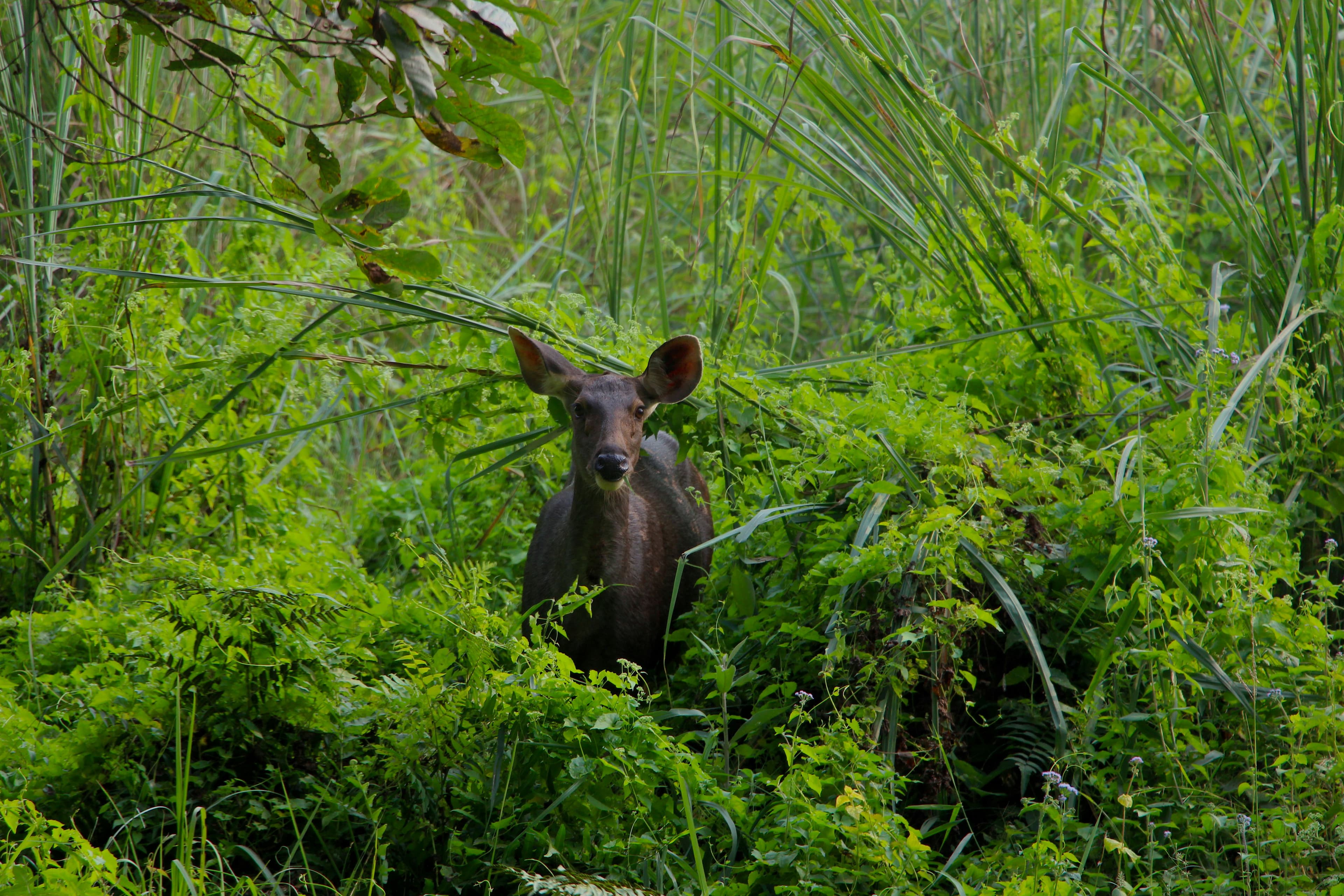Chitwan wildlife